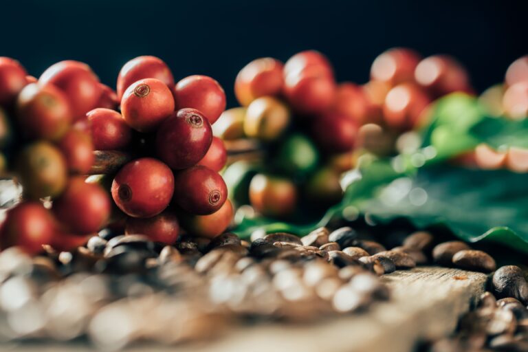 Chuvas atípicas comprometem colheita de café arábica no Brasil