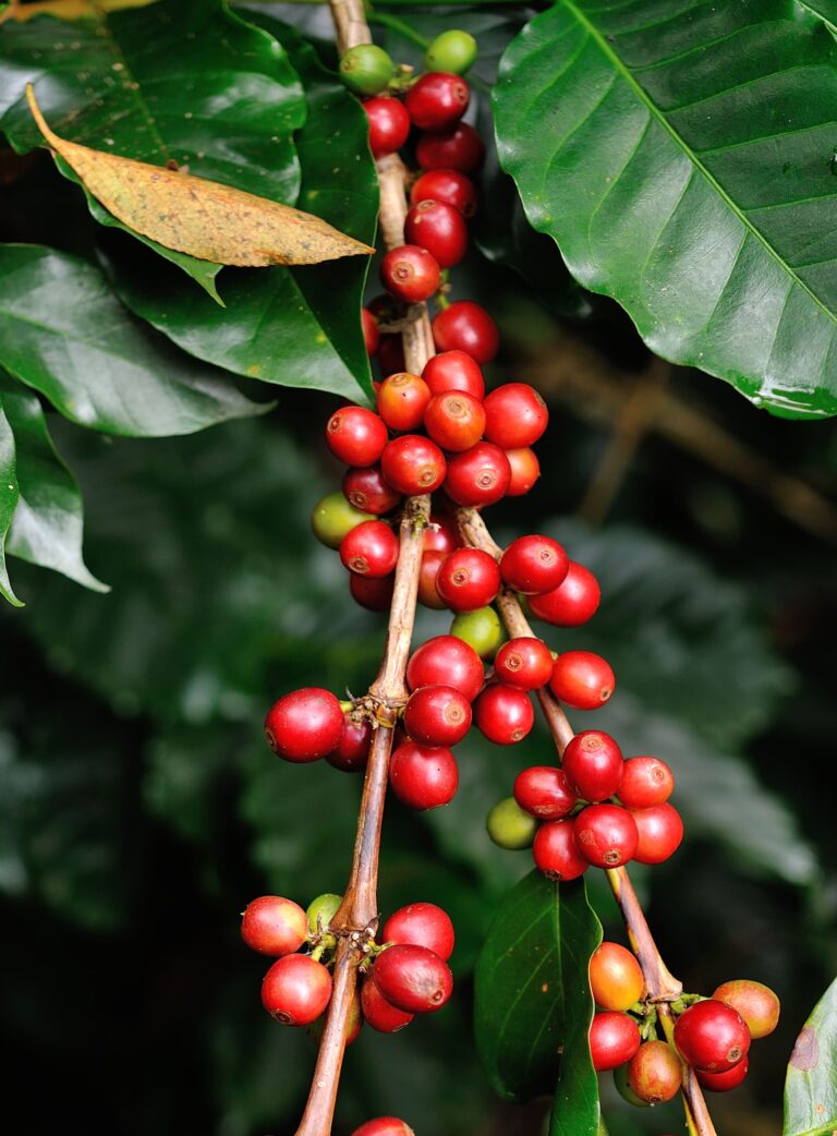 Café abre em direções opostas com clima em foco