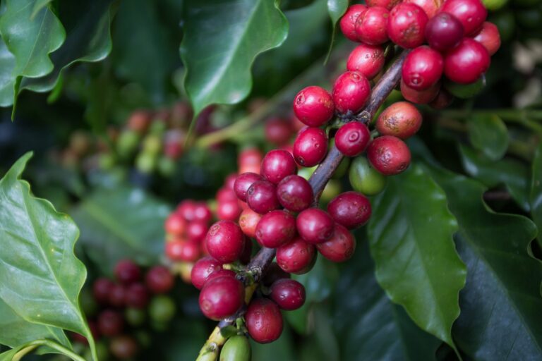 Café em queda forte nas bolsas com melhora climática