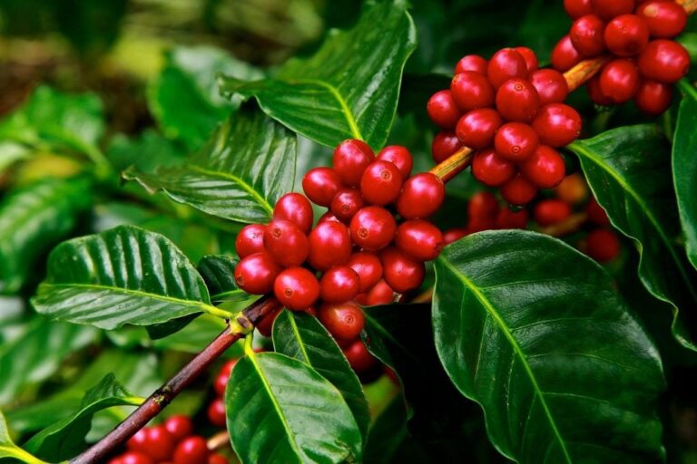 Café arábica se recupera em Nova York com olho na colheita brasileira
