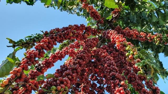 Café abre em alta nas bolsas com foco na colheita