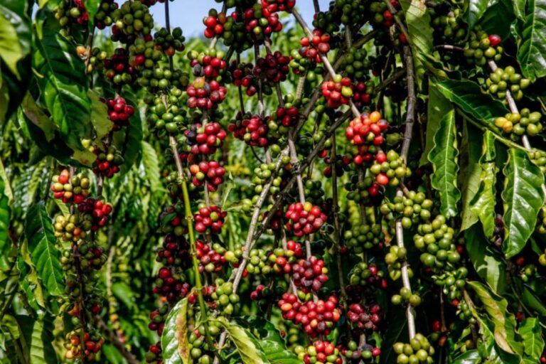 Concurso ConCafé premia robustas de Rondônia por qualidade