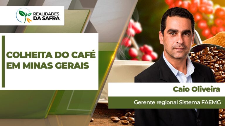 Pausa das chuvas deve acelerar colheita de café em Minas Gerais