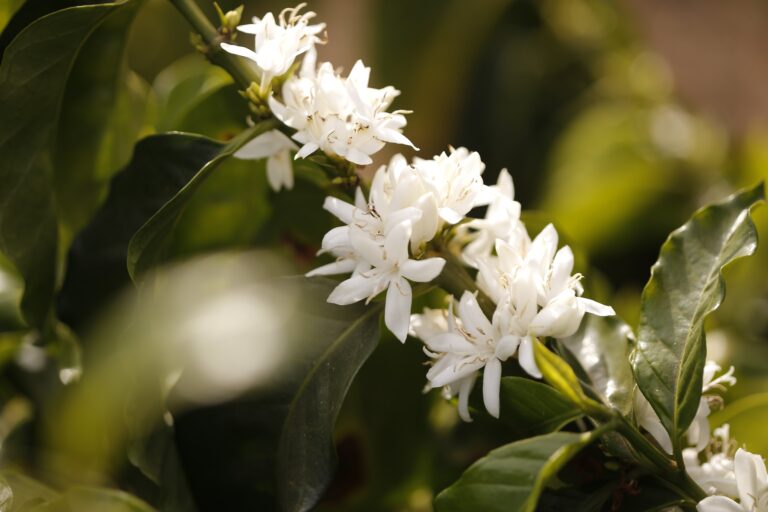 Chuvas antecipam florada dos cafezais e preocupam produtores para 2027