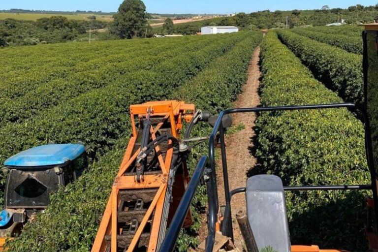 Colheita de café arábica avança para 32% na região do Cerrado
