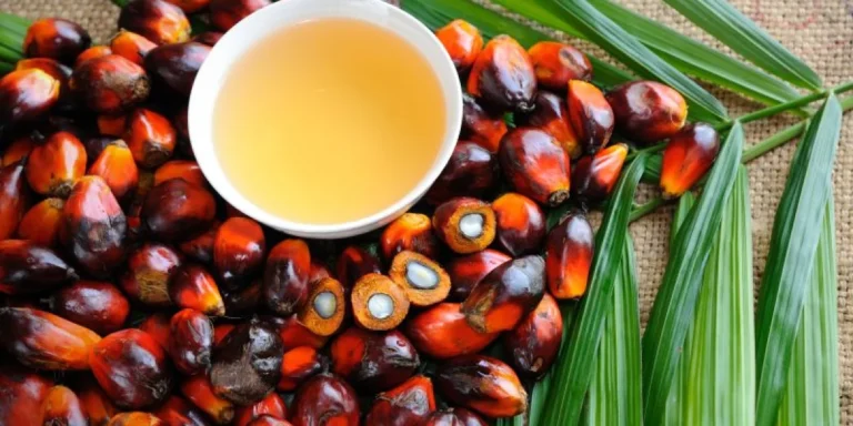 Indonésia adota biodiesel B50 com óleo de palma