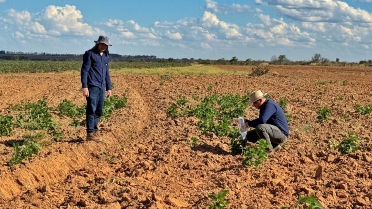 Vazio sanitário é essencial contra ferrugem da soja em Goiás