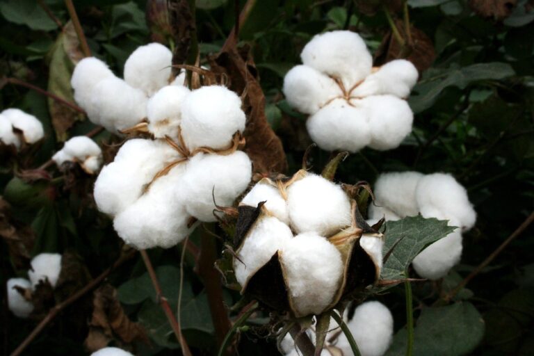 Demanda por reposição sustenta valorização do algodão em pluma