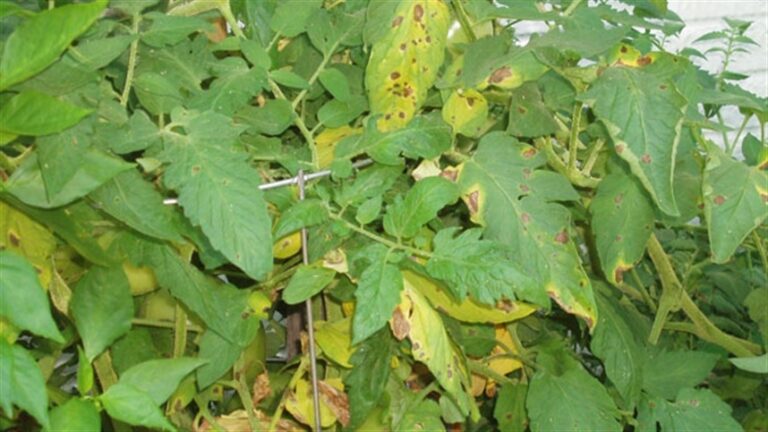 Manejo integrado ganha espaço contra ferrugem asiática na soja