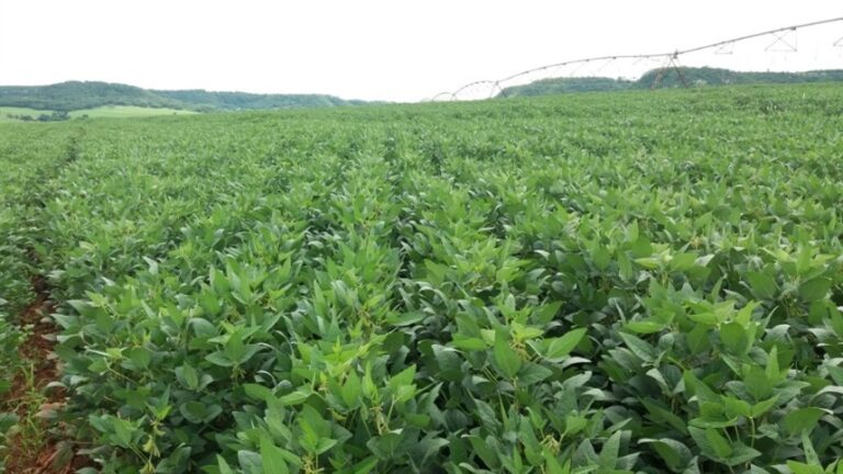 Mercado de soja fecha em baixa com foco em clima e expansão nos EUA