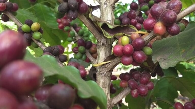 Café mantém força após alta superior a 16%