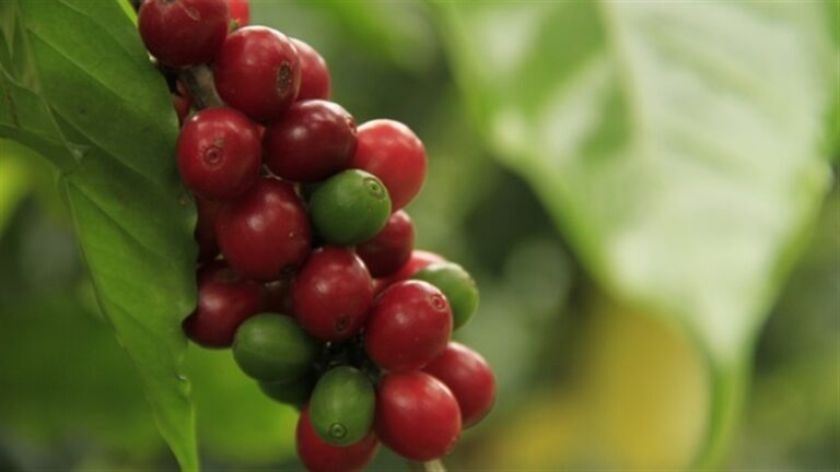 Oferta apertada sustenta alta do café no mercado internacional