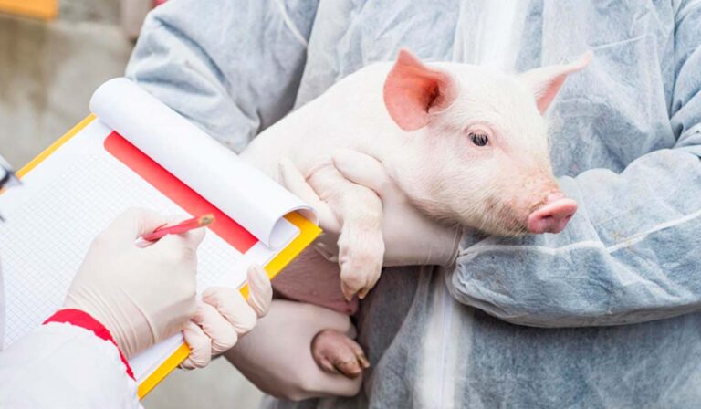 Suinocultura brasileira celebra protagonismo com produção de 5,6 milhões de toneladas