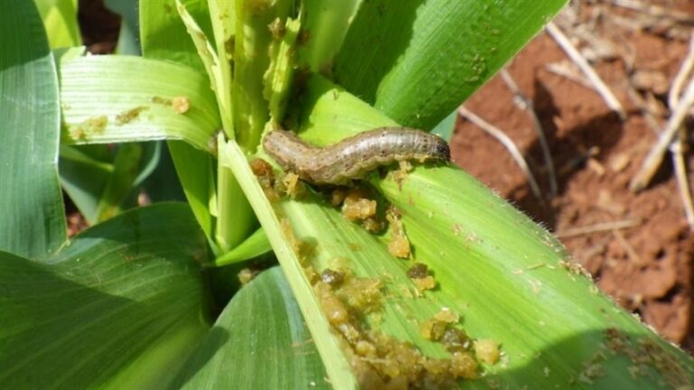 Baculovírus contra Spodoptera: eficácia varia de 5% a 87%