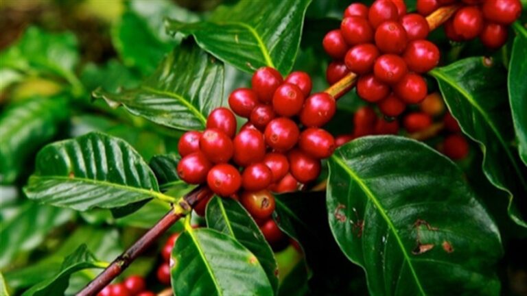 Casca de café pode reduzir uso de fertilizantes no Acre