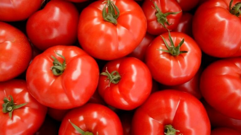 Inverno amplia riscos para batata e tomate nas lavouras
