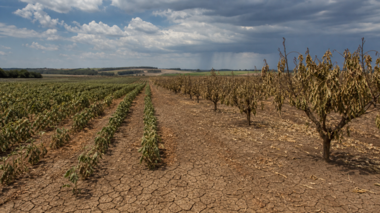 Governo amplia monitoramento do El Niño para safra 2026-27