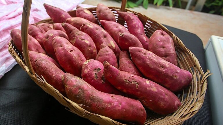 SP aposta em batata-doce para ampliar produção de etanol e biometano