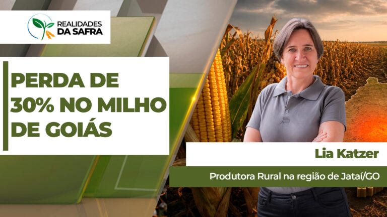 Sudoeste goiano enfrenta perdas de 30% na produtividade do milho