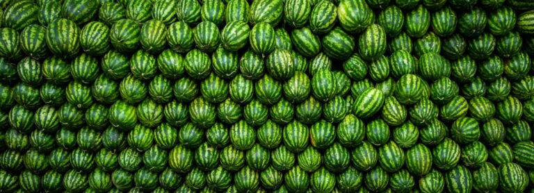 Chuvas e virose limitam rendimento de melancia em Goiás