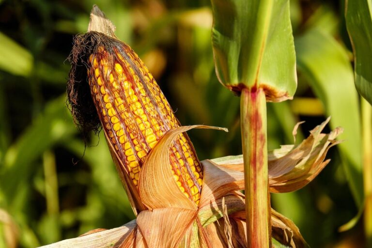 IA identifica milho tolerante à seca com mais de 90% de precisão