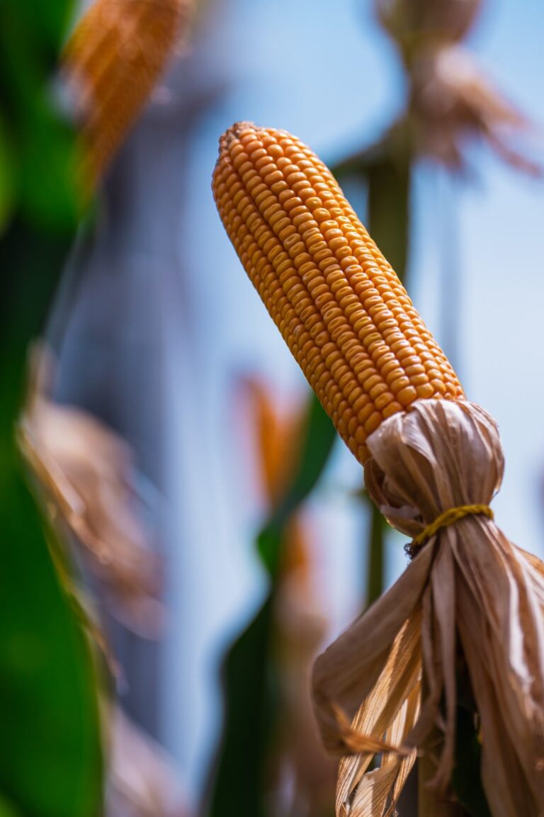Milho sobe 2% em Chicago após números do USDA