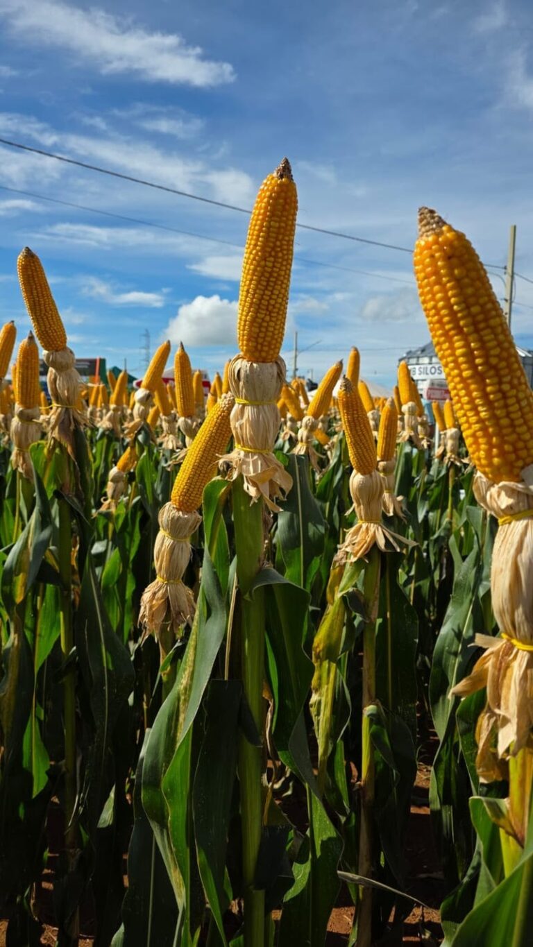 Futuros do milho avançam em Chicago com repercussão de dados do USDA