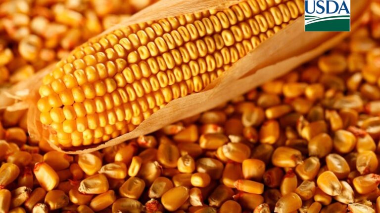USDA registra nova venda de milho para destinos não revelados
