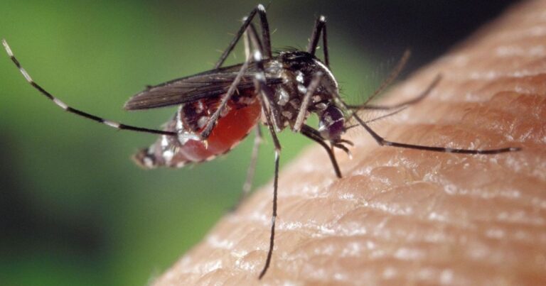 Dengue avança na Europa com o calor do verão