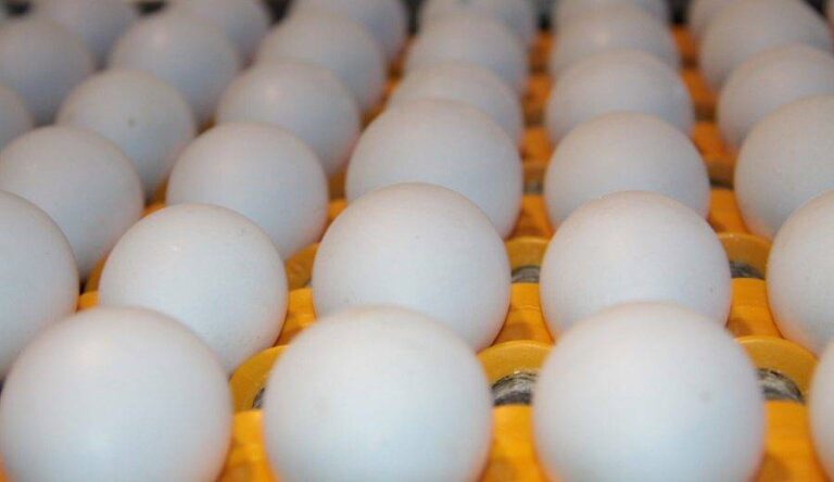 EUA fazem recall de 16 milhões de ovos por risco de salmonela