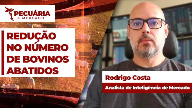 Abates de bovinos recuam 34% em julho
