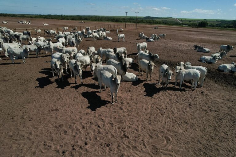 El Niño forte coloca pecuária em alerta sanitário