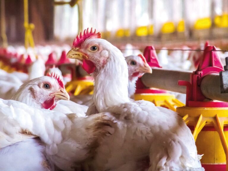 Avicultura gaúcha alinha medidas sanitárias e exigências do mercado