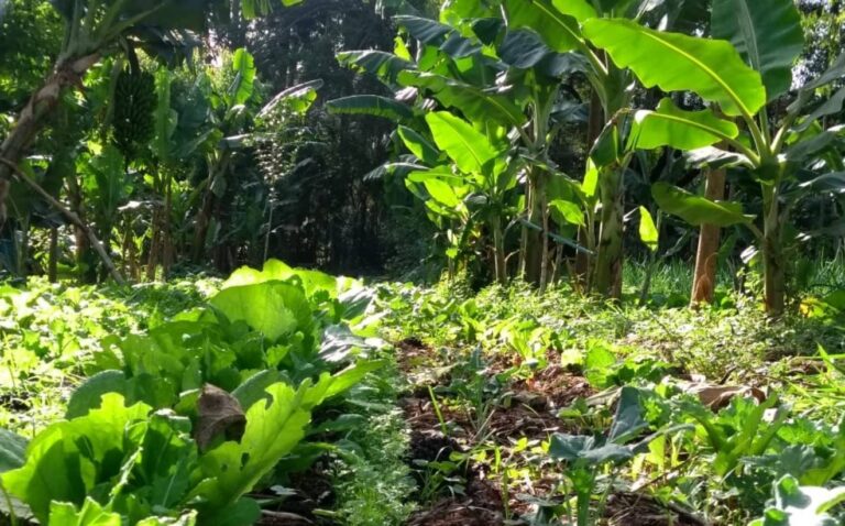 Câmara avança com projeto de incentivos a sistemas agroflorestais