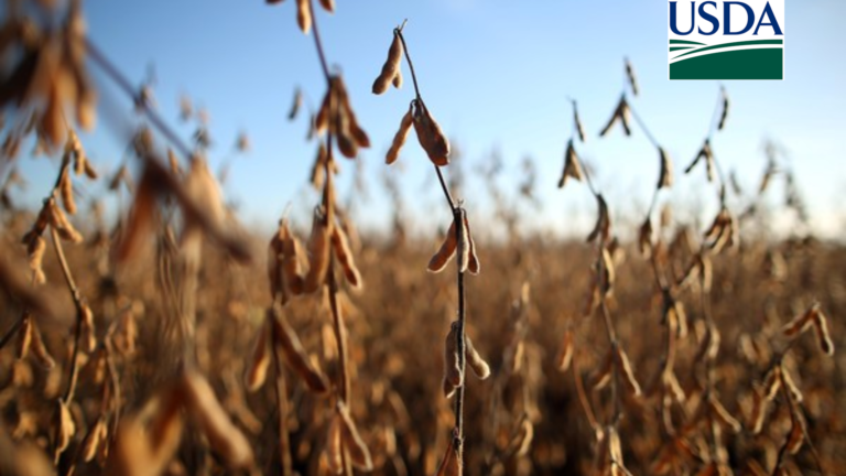 USDA anuncia nova venda de soja para China na safra 2026/27