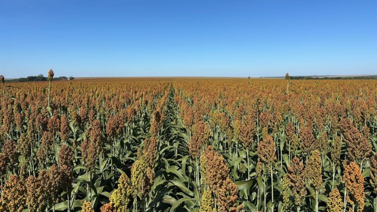 Sorgo emerge como solução para rentabilidade e controle de invasoras