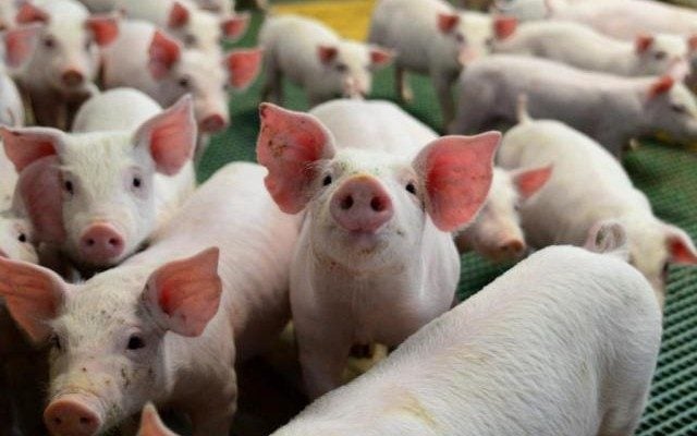 Brasil amplia espaço em carne suína com foco em eficiência