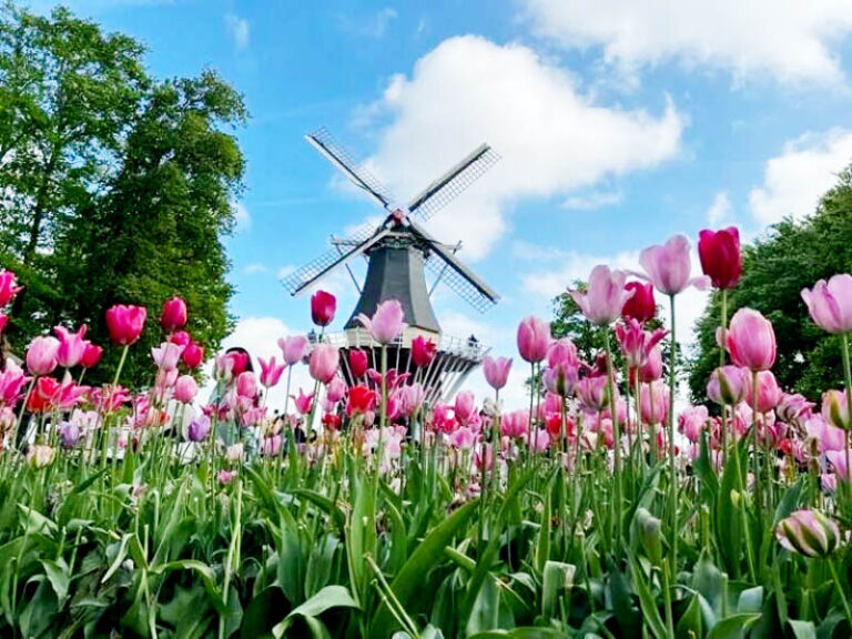 Cruzeiro pela Holanda e Bélgica oferece roteiro de charme na temporada de tulipas
