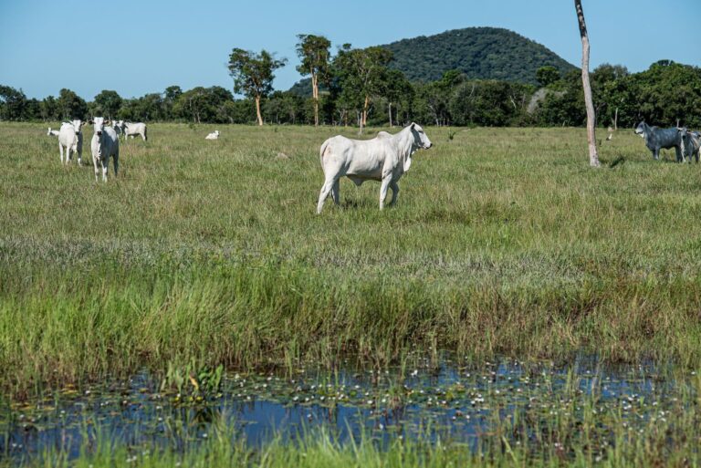 Nova resolução regulamenta áreas úmidas e fortalece segurança jurídica no agro