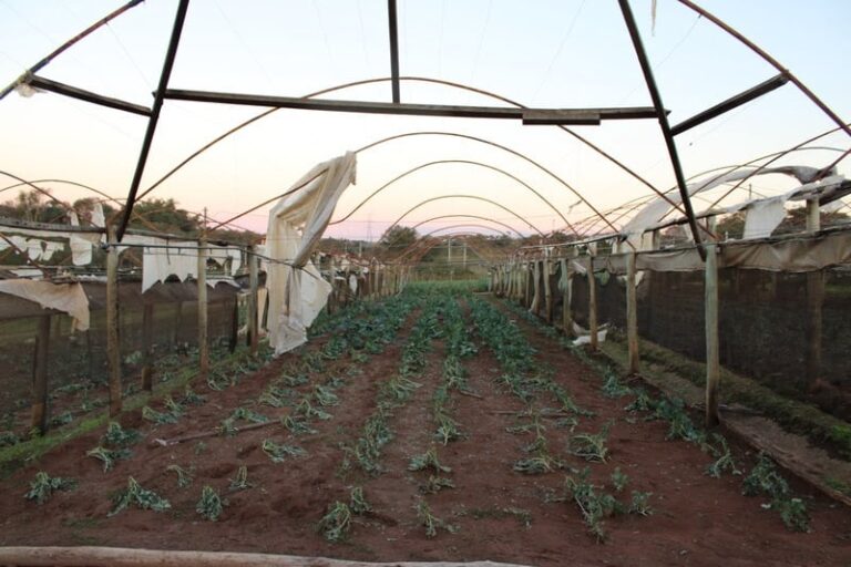 SP libera crédito emergencial para agricultores afetados por temporal