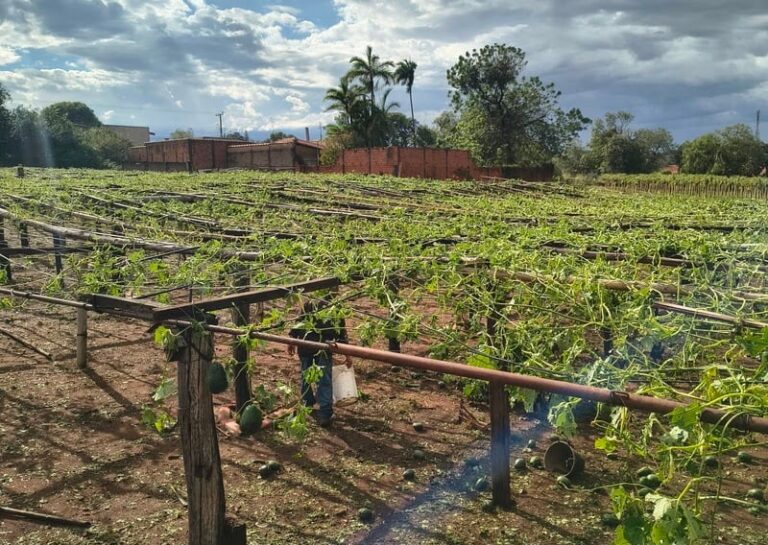 Governo de SP mobiliza força-tarefa para avaliar danos do temporal em Ribeirão Preto