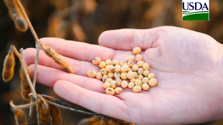 USDA vende 105 mil toneladas de farelo de soja para Colômbia