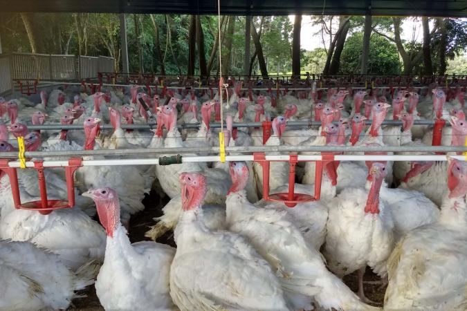 Paraná dispara nas exportações de carne de peru com receita 105% maior