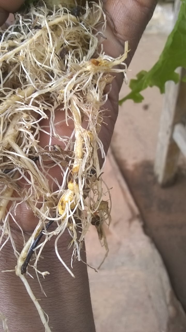 Nematoides avançam em Mato Grosso e Goiás; manejo é essencial