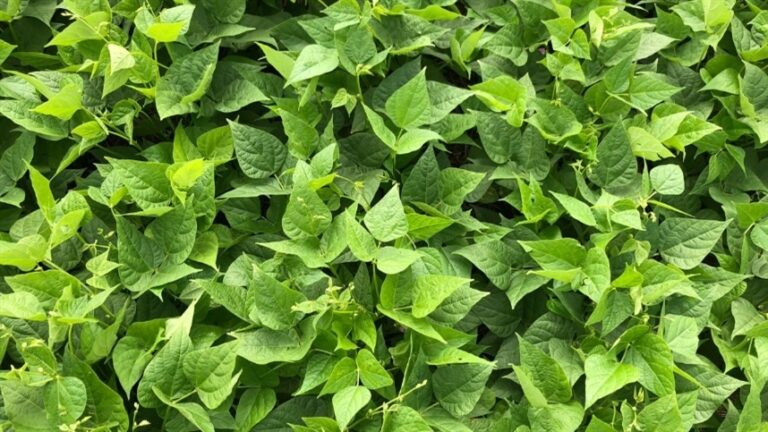 Diagnóstico de doenças foliares exige análise além da aparência visual