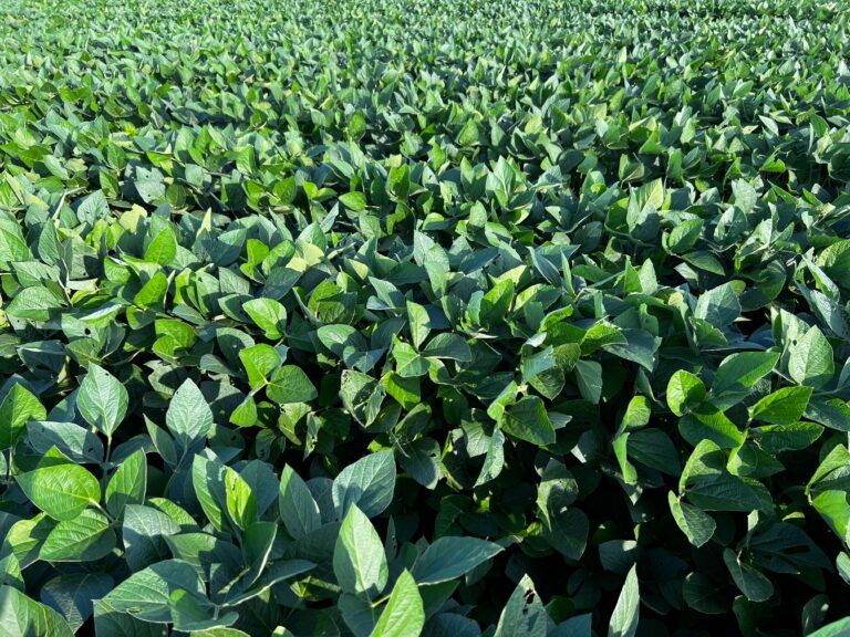 Nitro lança Elmo Max para controle biológico de nematoides