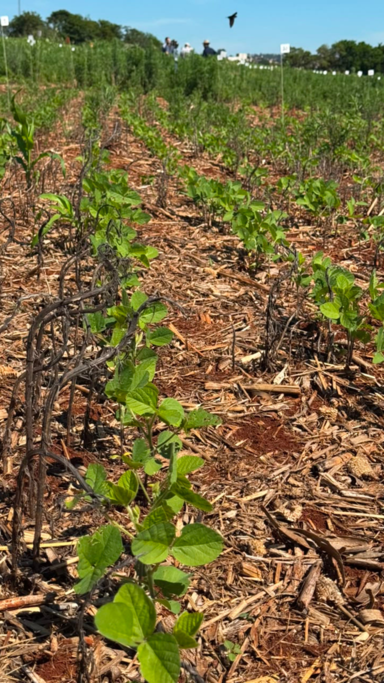 Dessecação eficiente reduz resistência de plantas daninhas na soja