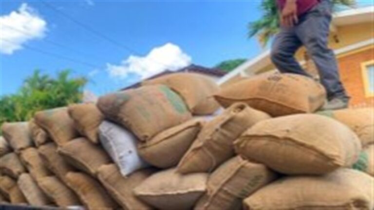 Safra volumosa mantém pressão sobre preços do café arábica e robusta