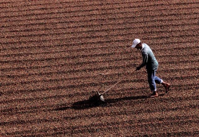 Colheita de café chega a 93% no Cerrado Mineiro, mas chuvas atrasam coleta