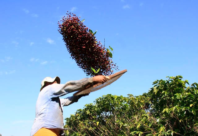 Colheita de café no Cerrado Mineiro atinge 66%